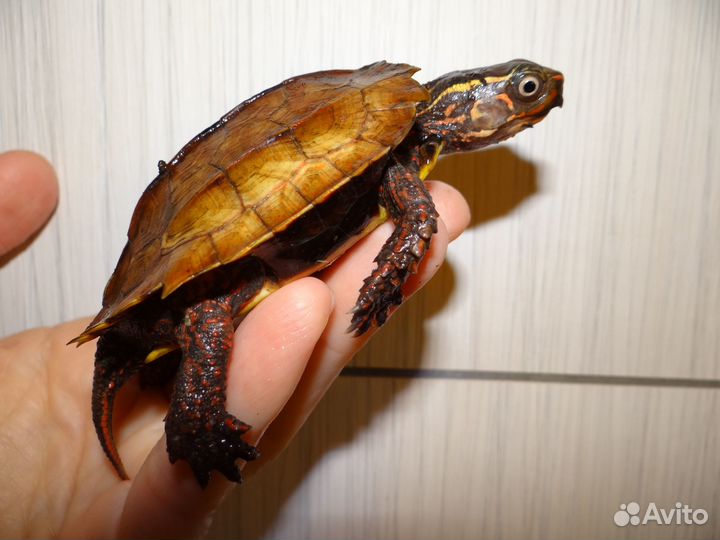 Черепаха Сухопутная, лазающая