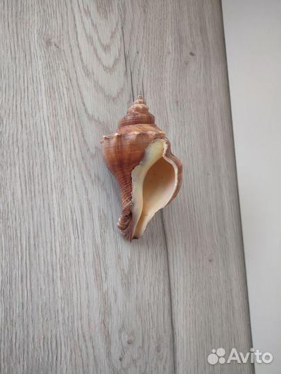 Морские ракушки раковины