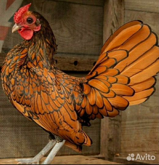 Петушок Себрайт мини