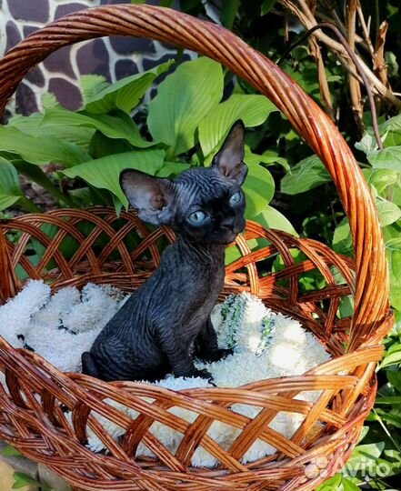 Канадский сфинкс