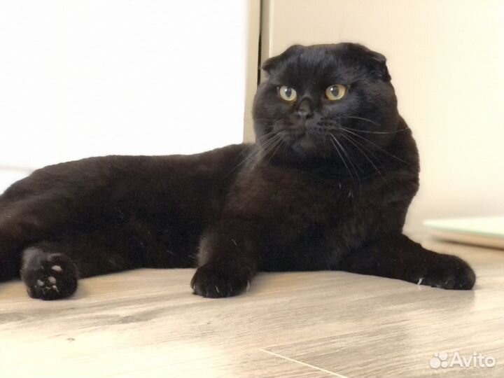 Кот для вязки (шотландец)