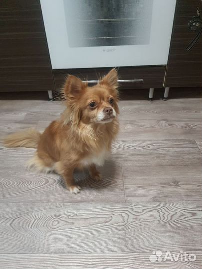 Собака чихуахуа длинношерстная, мальчик