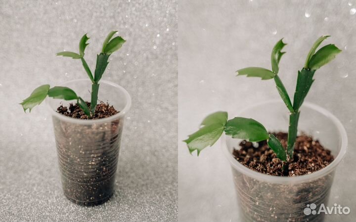 Декабрист красный