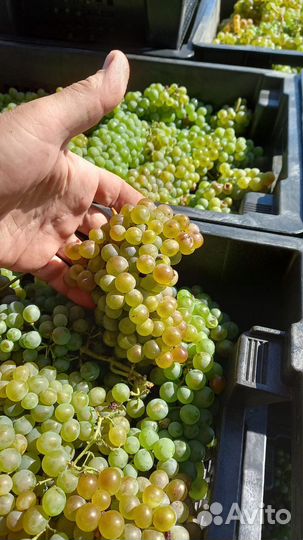 Виноград технических сортов