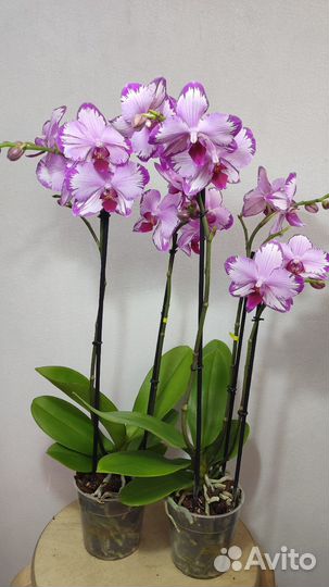 Орхидея сортовая Тоши