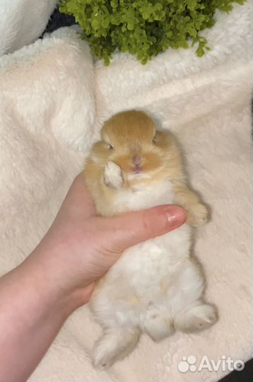 Декоративные кролики