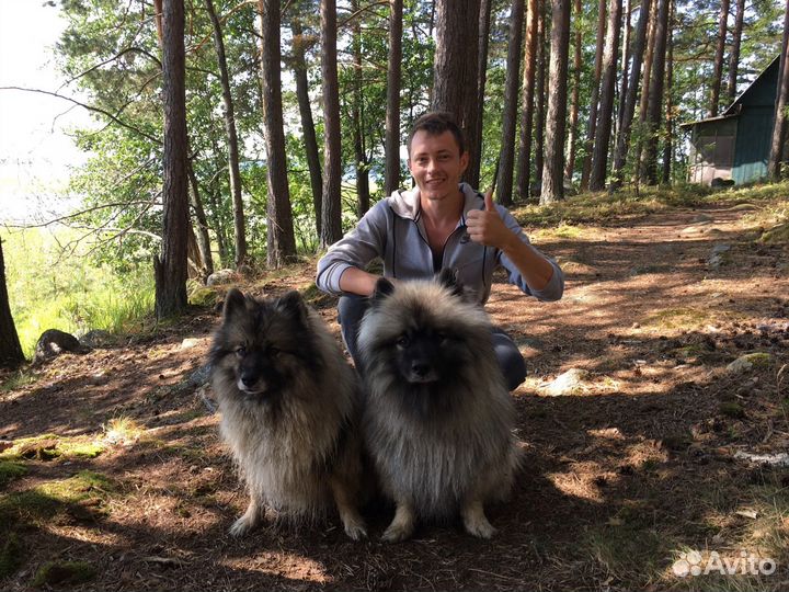 Выгул собак