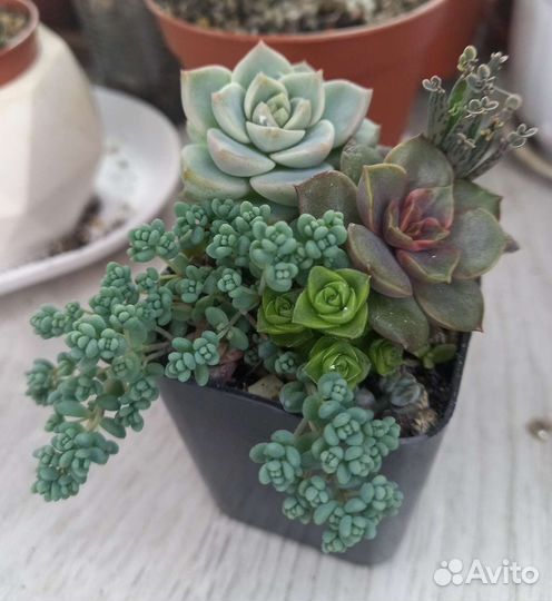 Суккуленты, Мини садик, Крассулы