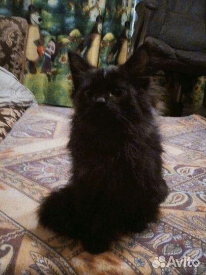 Котята в добрые руки бесплатно