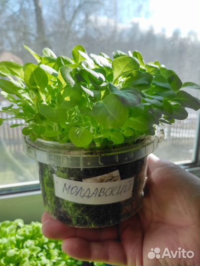 Рассада табака