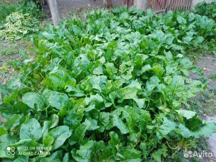 Семена Кормовой свеклы