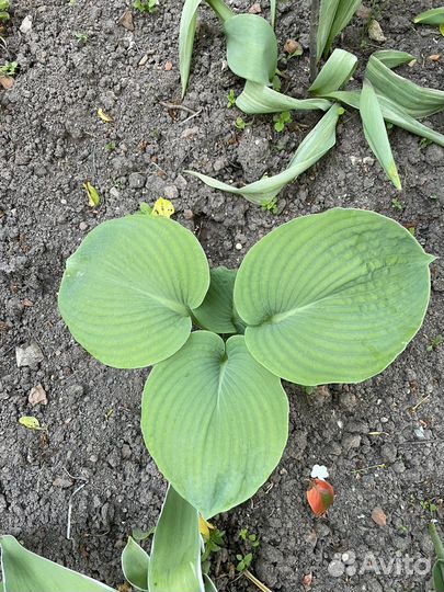 Хоста растение