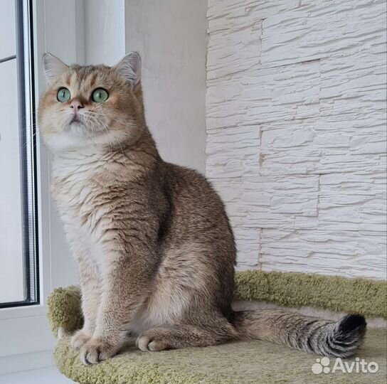 Британский золотой кот для вязки.Золотая шиншилла