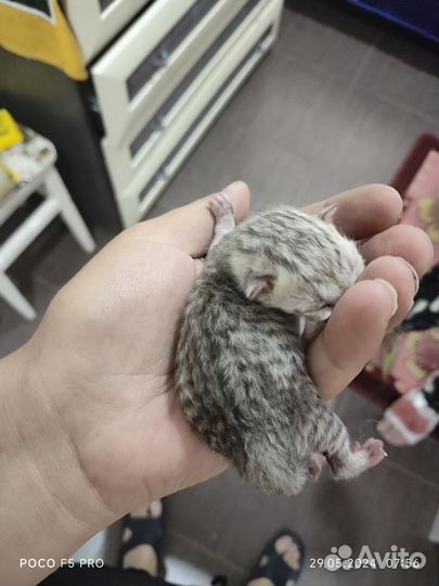 Шотландская вислоухая кошка