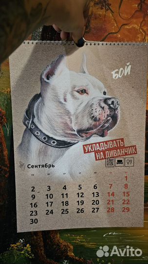 Календарь с питбулями