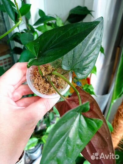 Сингониум Erythrophyllym Red