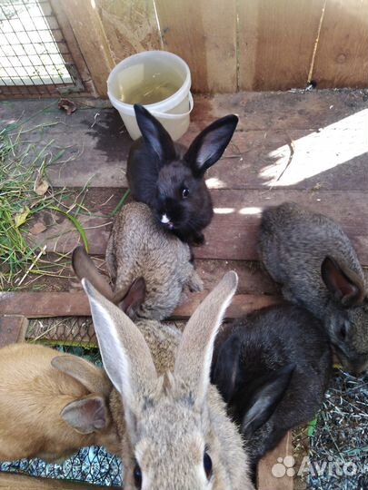 Кролики мясных пород