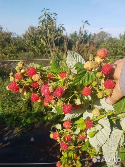 Саженцы ремонтантной малины