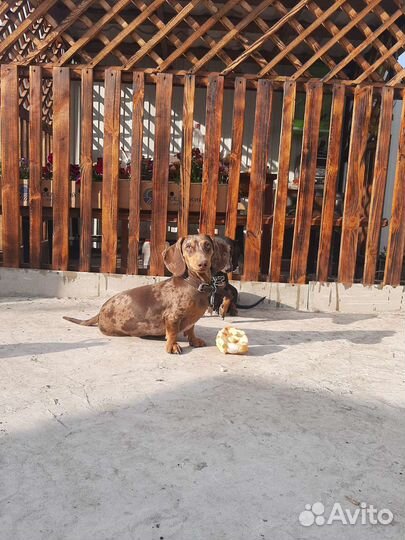 Мраморная такса. Вязка