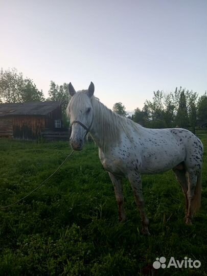 Жеребец