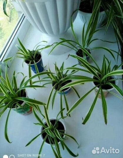 Хлорофитум лаксум, океан