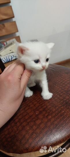 Котята девочки