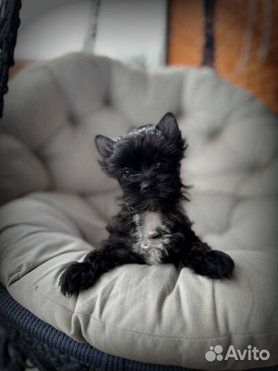 Йоркширский терьер девочка