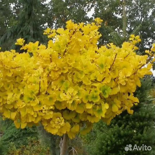 Саженцы Гинкго Билоба (Ginkgo biloba)
