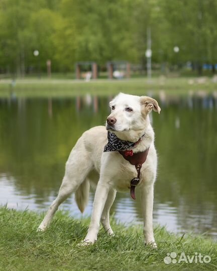 Спокойная собака ищет дом