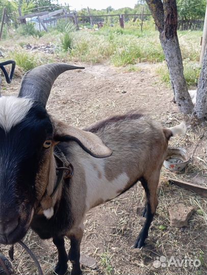 Козел породистый+ коза котная