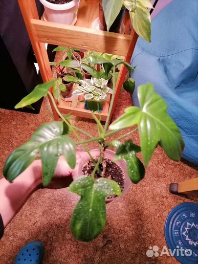 Филодендроны