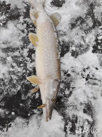 Зимние блесны на судака и щуку