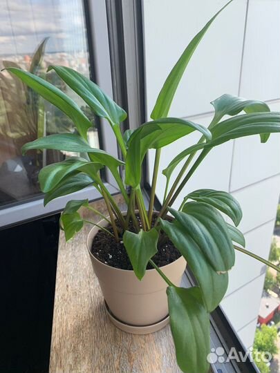 Дримиопсис пятнистый