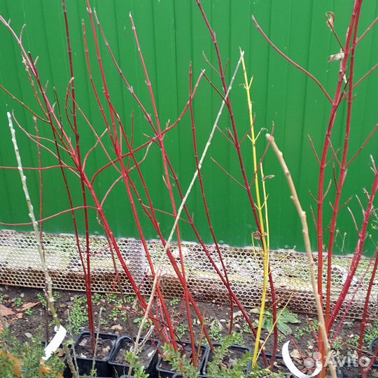 Дерен. Бирючина вариегатная. Спирея грефшейн