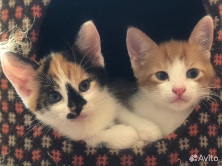 Котята в добрые руки даром рыжий котенок