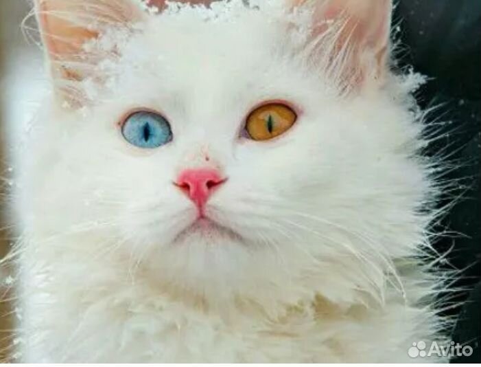 Турецкий Ван