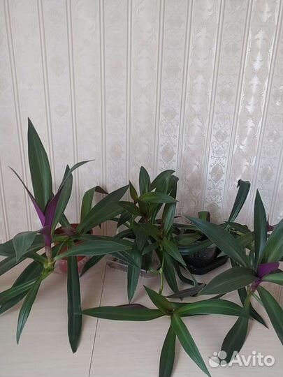 Комнатные растения