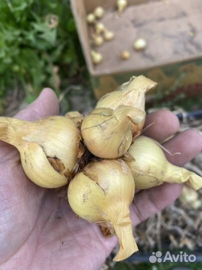 Лук севок семейный