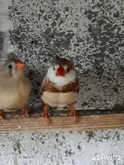 Зебровые амадины