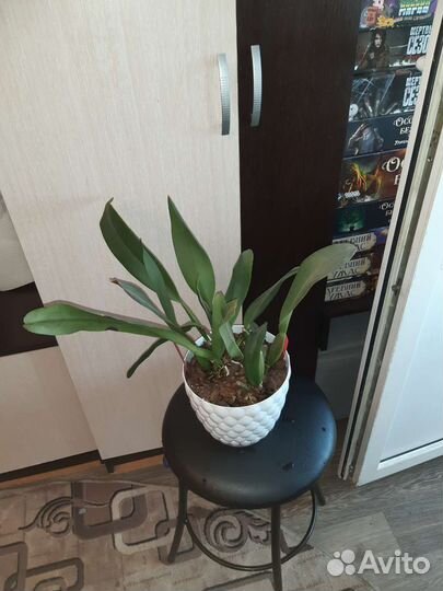 Орхидея камбрия