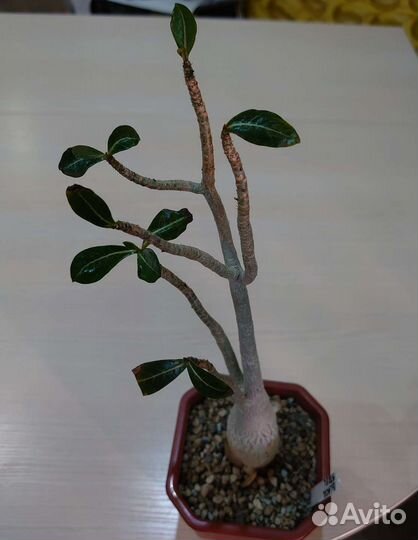 Адениум обесум, арабикум, кристатный