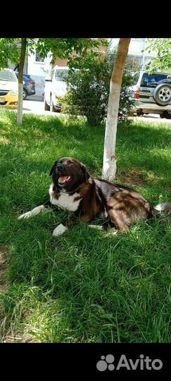 Милка ищет дом