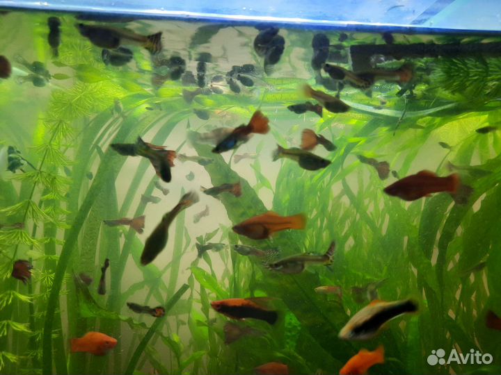 Аквариумные рыбы