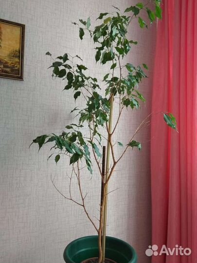 Фикус Бенджамина