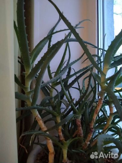 Золотой ус, алоэ, декабрист розовый