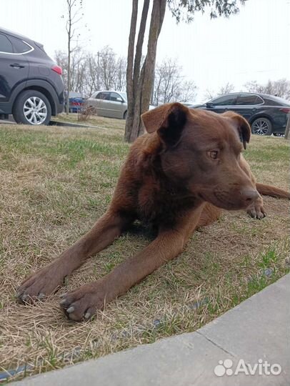 Шоколадный красавчик ищет дом
