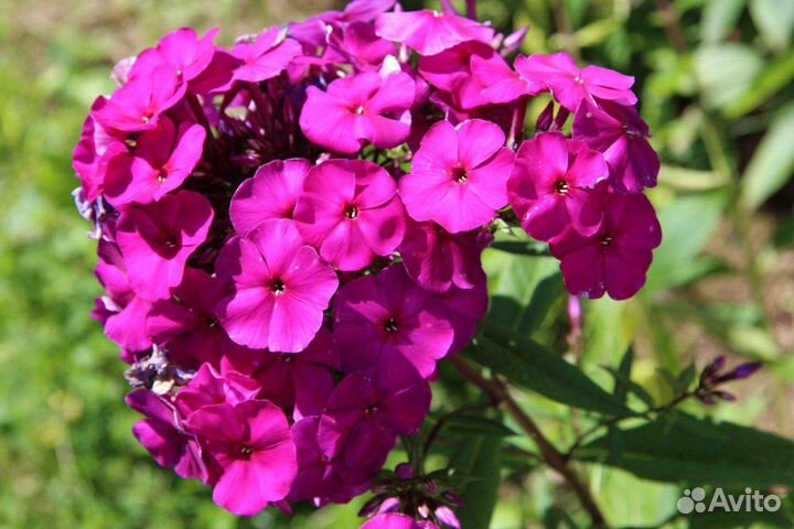 Флокс сортовой