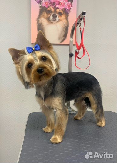 Груминг.Стрижка собак.Экспресс Линька