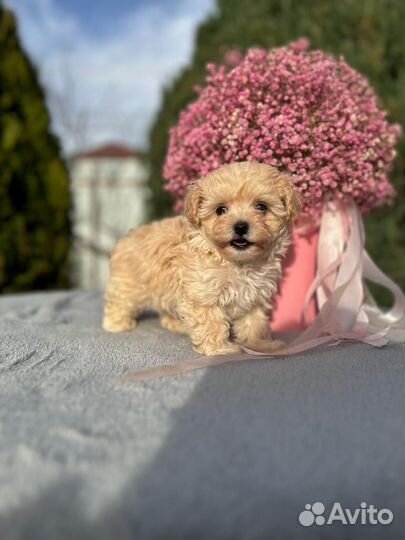 Мальтипу малыши