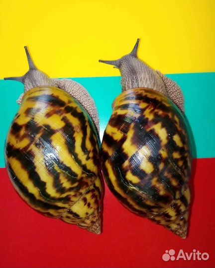 Улитки Тигры, Маргината Маргината, Архахатины и др